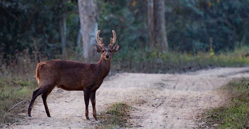 Portrait of deer standing on tree