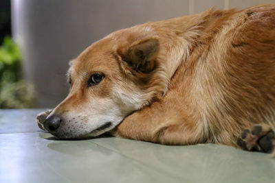 Close-up of dog lying down