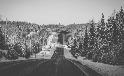 Empty road along trees