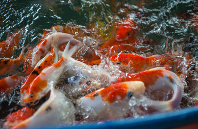 Close-up of koi fish in water