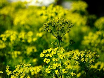 Close-up of yellow flowers blooming outdoors