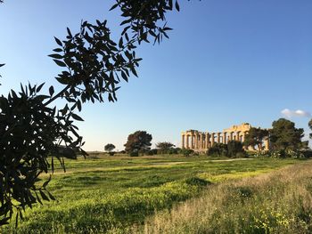 Greek temple in sicily 