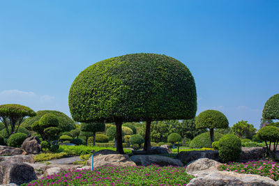 Ebony trees was cut into a semicircular shape in the park