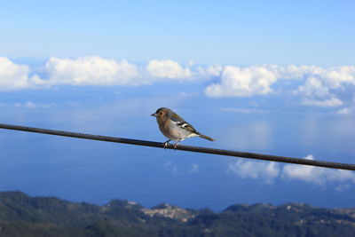 Close-up of bird perching on cable against blue sky