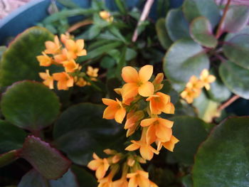 Close-up of yellow flower