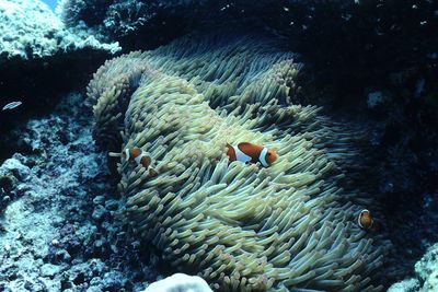 Fish swimming in sea