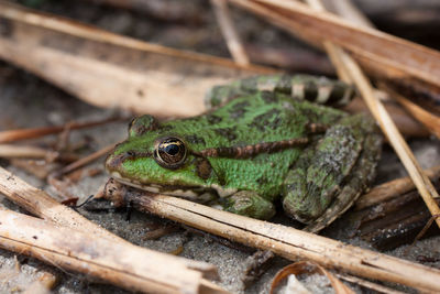 Close-up of frog on wood