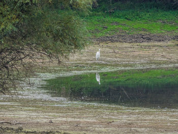 View of bird in the lake