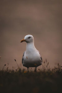 Seagull perching on a field