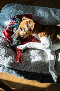 High angle view of dog resting on bed