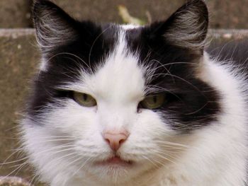 Close-up portrait of cat