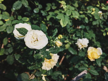 Close-up of white flowering plant