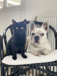 Portrait of a dog with cat