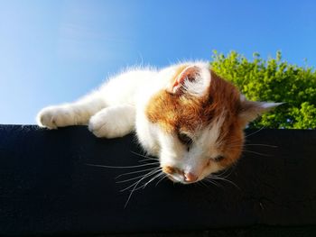 Close-up of cat sleeping