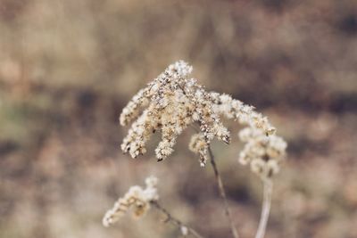 Close-up of white flowers