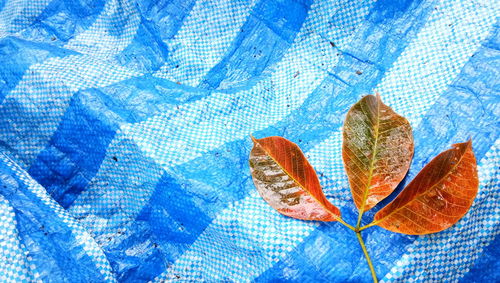 High angle view of orange leaves