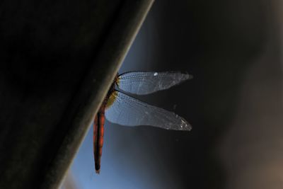 Close-up of damselfly on leaf