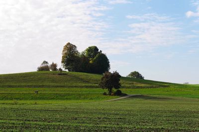 Trees on field against sky