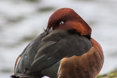 Close-up of bird