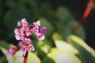 Close-up of pink flowers blooming outdoors