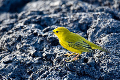 Close-up of bird perching on rock