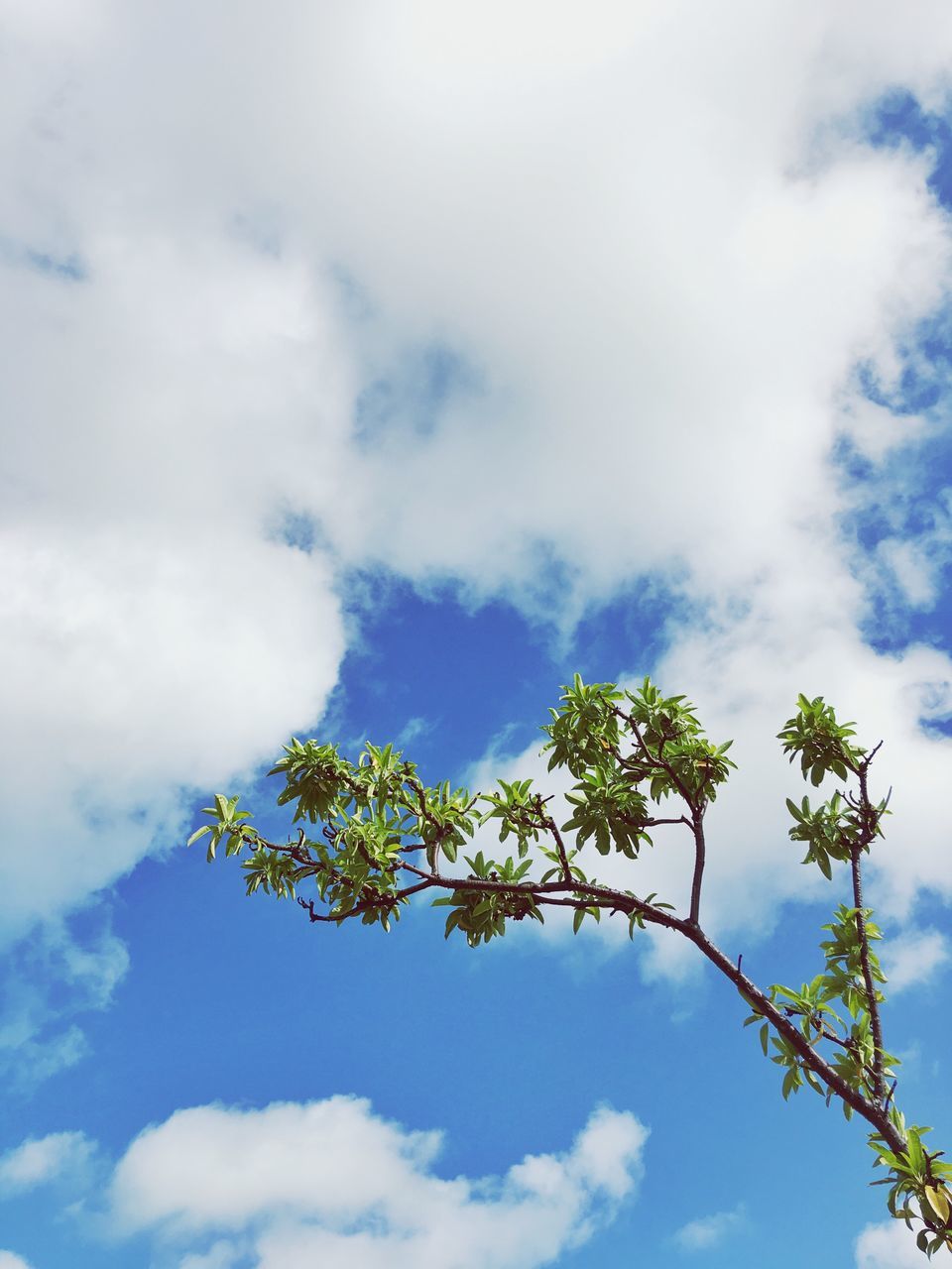 low angle view, sky, cloud - sky, tree, growth, nature, beauty in nature, cloud, cloudy, blue, flower, tranquility, branch, day, leaf, high section, no people, outdoors, white color, scenics