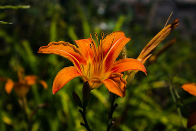 Close-up of orange day lily