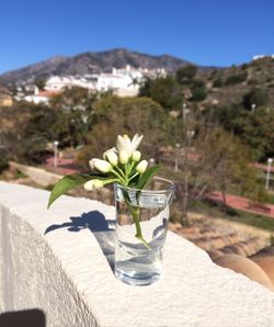 Potted plant on table against glass wall