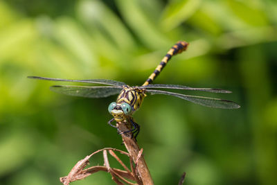 Dragonfly detail, italy