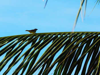 Low angle view of bird perching on palm leaf