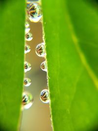 Close-up of drop on green leaf