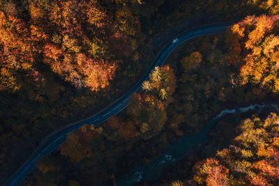 High angle view of road amidst trees during autumn