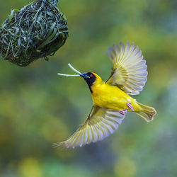 Close-up of bird flying