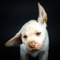 Close-up portrait of dog against black background