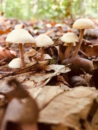 Close-up of mushrooms growing on field