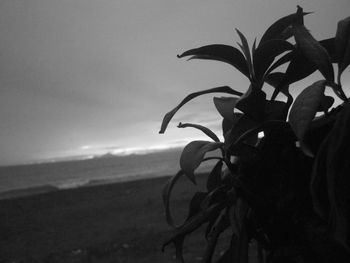 Plants growing against sky