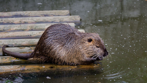 Coypu by the water