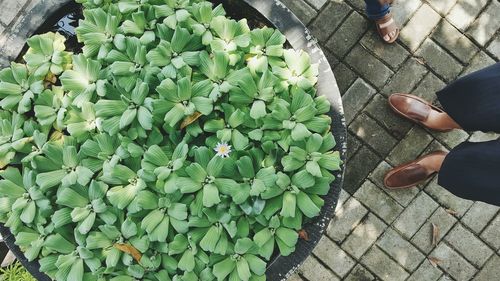 High angle view of plants