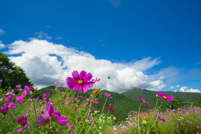 Close-up of flowers blooming against blue sky