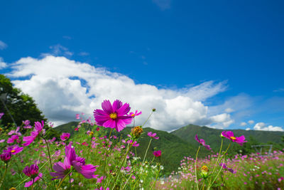 Autumn in japan. cosmos in full bloom.