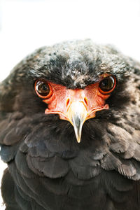 Close-up portrait of a bird