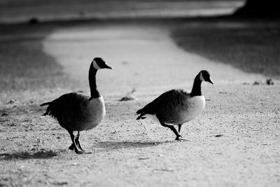 Ducks on water