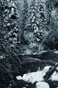 Pine trees on snow covered land