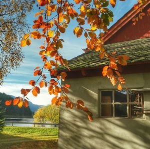Orange tree by building against sky during autumn