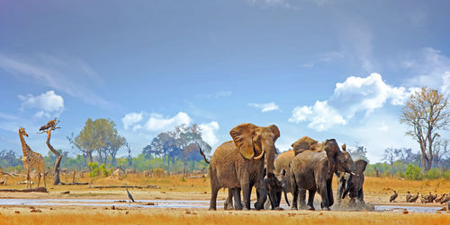 View of elephants and giraffe on the african savannah against sky