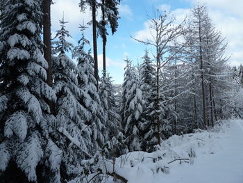 Close-up of snow covered trees against sky