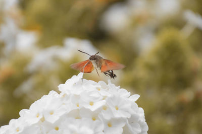 Close-up of butterfly pollinating on white flower