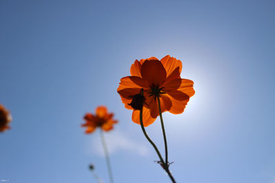 Close-up of orange flowering plant against clear blue sky