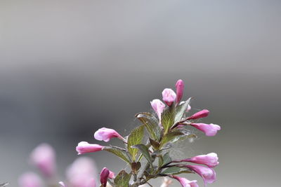 Close-up of pink flowering plant