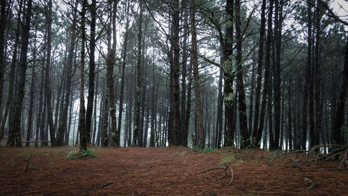 Trees in forest against sky